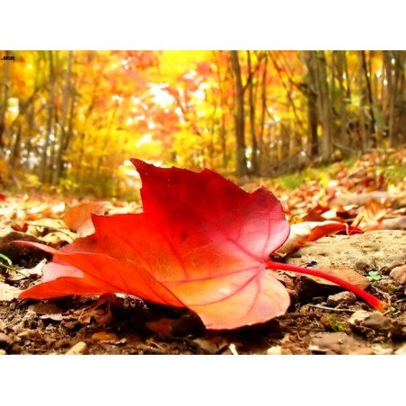 Bougie végétale parfumée Légende d'Automne Gamme XL 2 mèches Sestian Nature et Senteurs