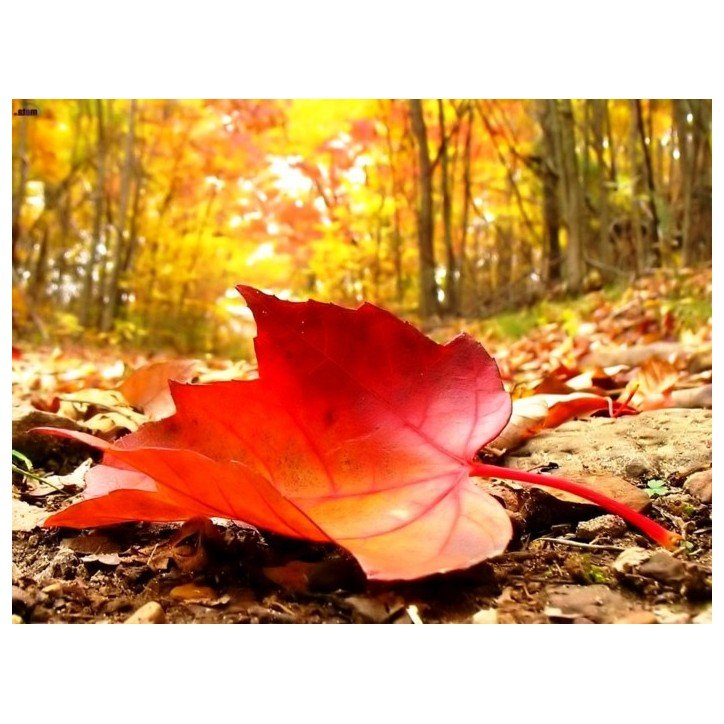 Bougie végétale parfumée Légende d'Automne Gamme XL 2 mèches Sestian Nature et Senteurs
