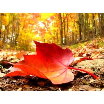 Bougie végétale parfumée Légende d'Automne Gamme XL 2 mèches Sestian Nature et Senteurs