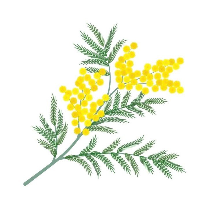 Tendre Mimosa Sestian Nature et Senteurs