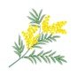Tendre Mimosa Sestian Nature et Senteurs
