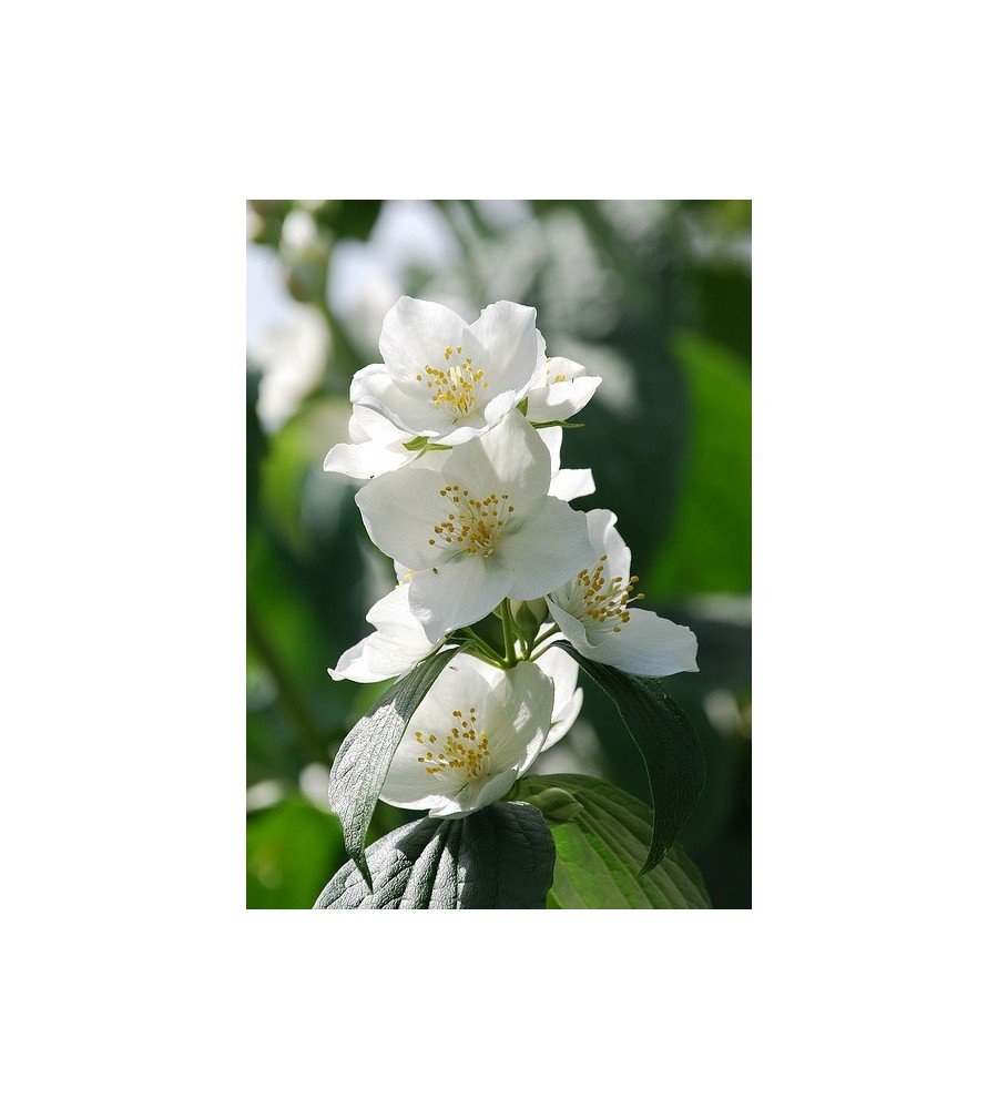 Coffret Duo Fleuri