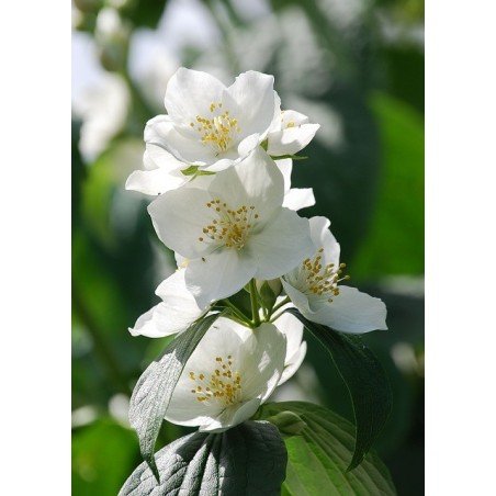 Bougie Parfumée Fleur d'Oranger