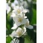 Bougie Parfumée Fleur d'Oranger XL 2 mèches Bougie Parfumée Fleur d'Oranger XL 2 mèches
