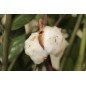 Bougie Parfumée Fleur de Coton XL 2 mèches Bougie Parfumée Fleur de Coton XL 2 mèches