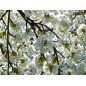 Bougie Parfumée Fleur de Cerisier XL 2 mèches Bougie Parfumée Fleur de Cerisier XL 2 mèches
