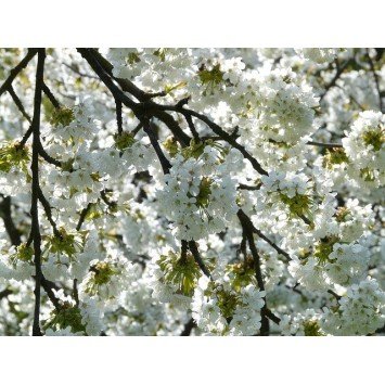 Bougie Parfumée Fleur de Cerisier XL 2 mèches
