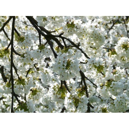 Parfum d'ambiance Fleur de Cerisier