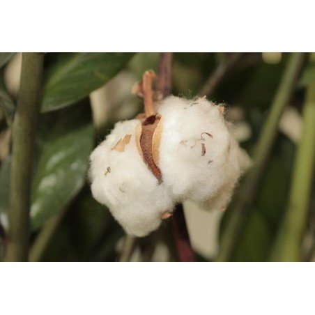 Parfum d'ambiance Fleur de Coton