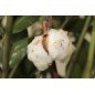 Parfum d'ambiance Fleur de Coton Parfum d'ambiance Fleur de Coton