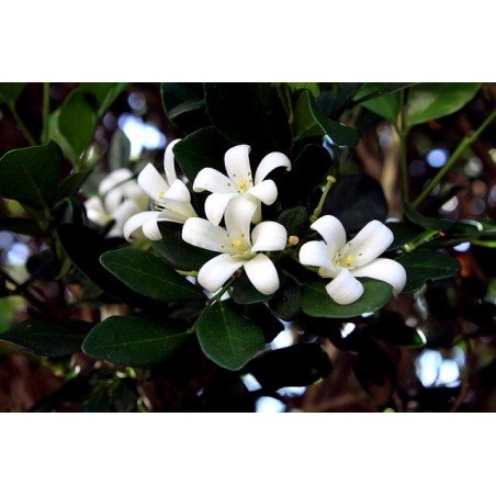 Bougie Parfumée Jasmin Délicat