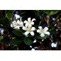 Bougie Parfumée Jasmin Délicat Bougie Parfumée Jasmin Délicat