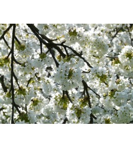 Fondants Parfumés - Fleur de Cerisier