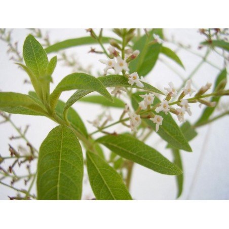 Parfum d'ambiance Subtile Verveine