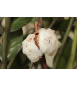 Fondants Parfumés - Fleur de Coton