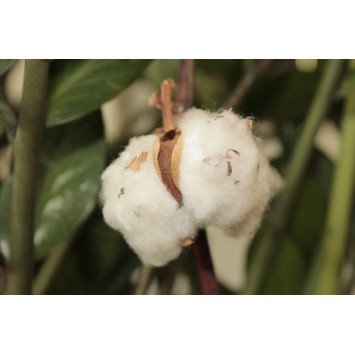 Fondants Parfumés - Fleur de Coton