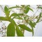Bougie Parfumée Subtile Verveine XL 2 mèches Bougie Parfumée Subtile Verveine XL 2 mèches