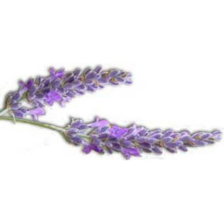 Fondants Parfumés  Lavandin