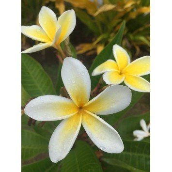 Bougie Parfumée Fleur de Tiaré