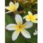 Bougie Parfumée Fleur de Tiaré XL 2 mèches Bougie Parfumée Fleur de Tiaré XL 2 mèches