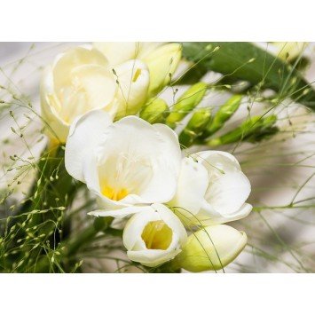 Bougie Parfumée Freesia Eclatant  XL 2 mèches